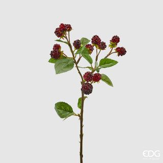 EDG - Ramo