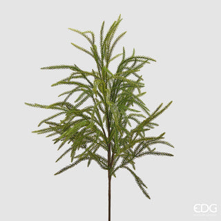 EDG - Ramo cryptomeria