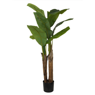 Stilè - Pianta di banano