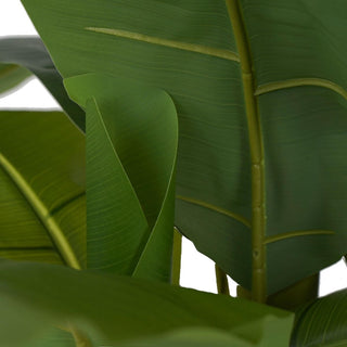 Stilè - Pianta di banano