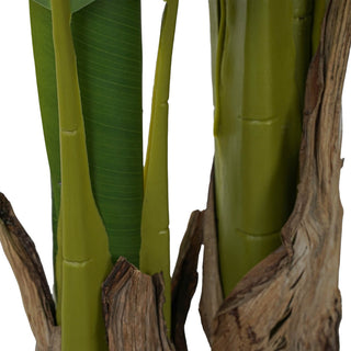 Stilè - Pianta di banano
