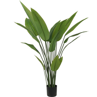 Stilè - Sterilizia reginae