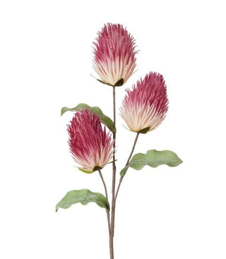 L’oca Nera - Cardo Rosa