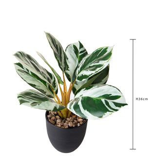 Dino Bianchi - Pianta