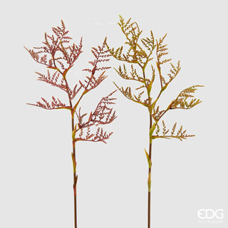 EDG - Canna Palustre